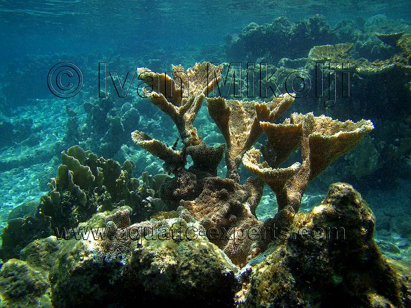 live Elkhorn Coral